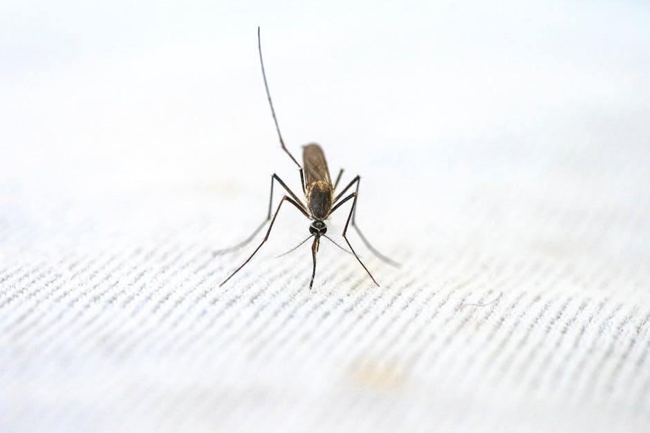 말라리아의 예방과 치료